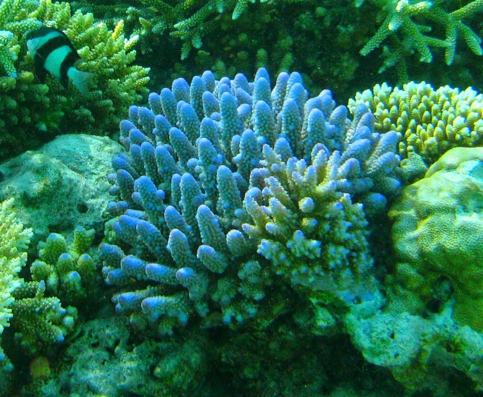 Colours of the house reef