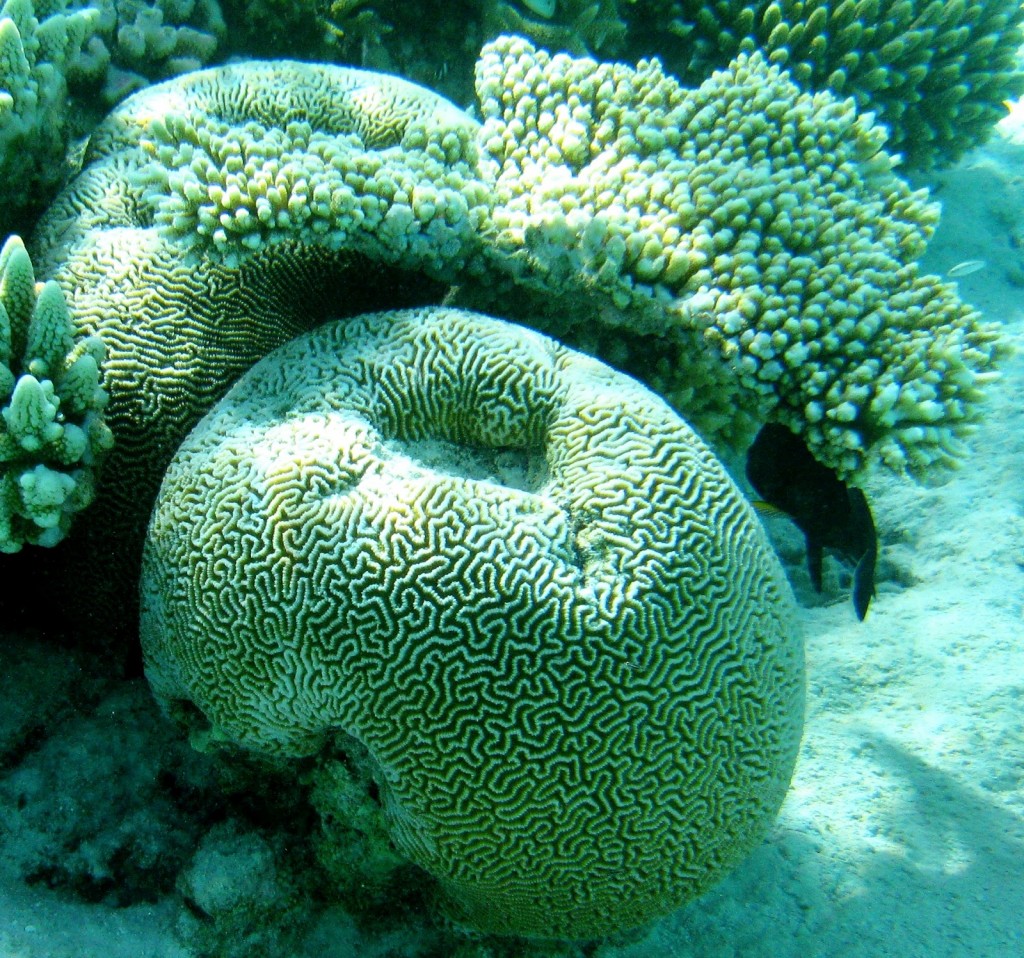 Brain coral in the housereef