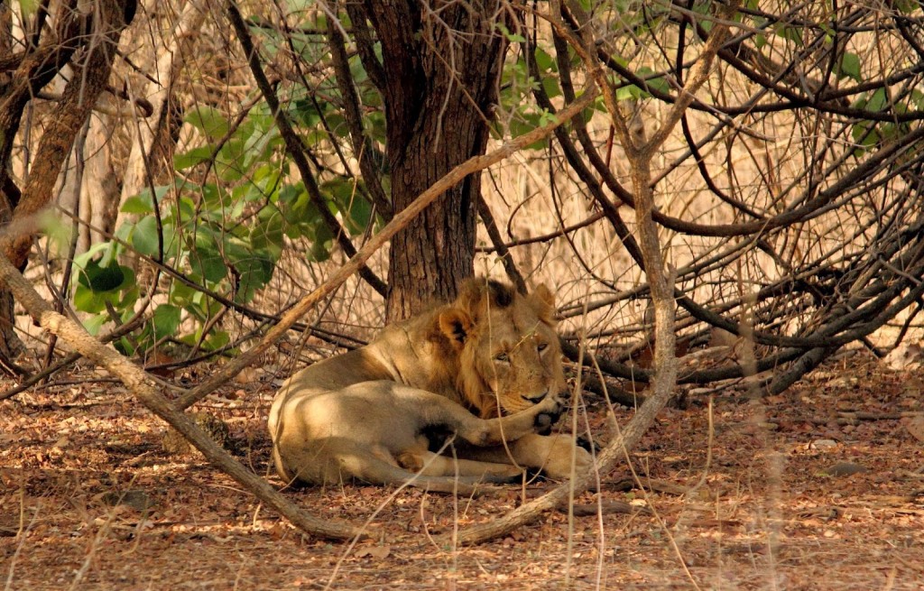 First sighting of the Asiatic lion - he just would not look straight... camera shy!
