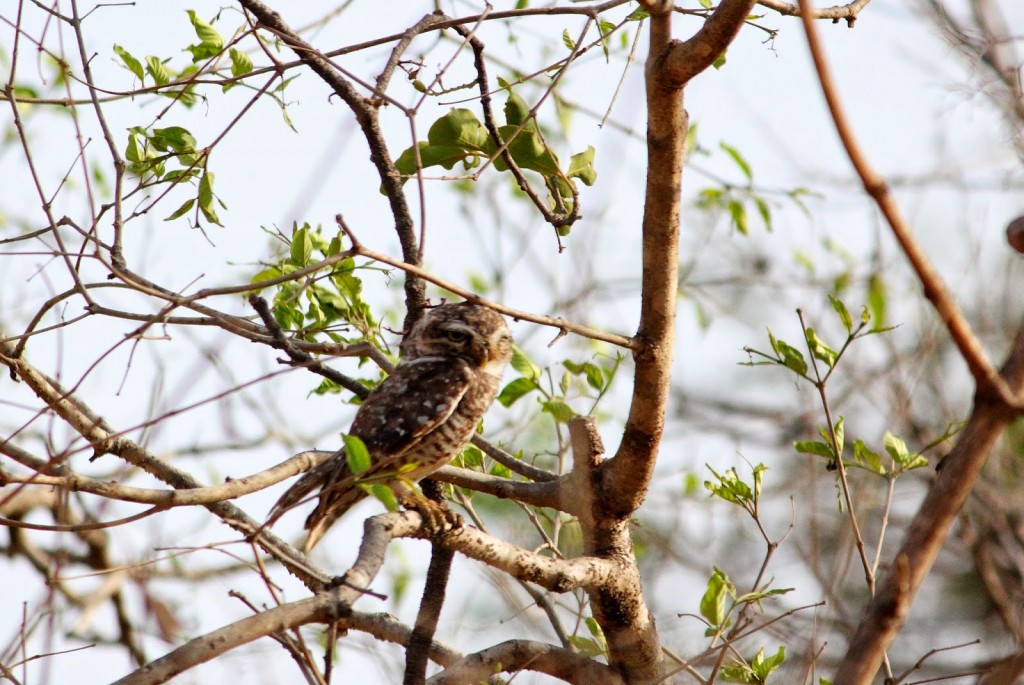 Gir Forest National Park: Spotted Owl