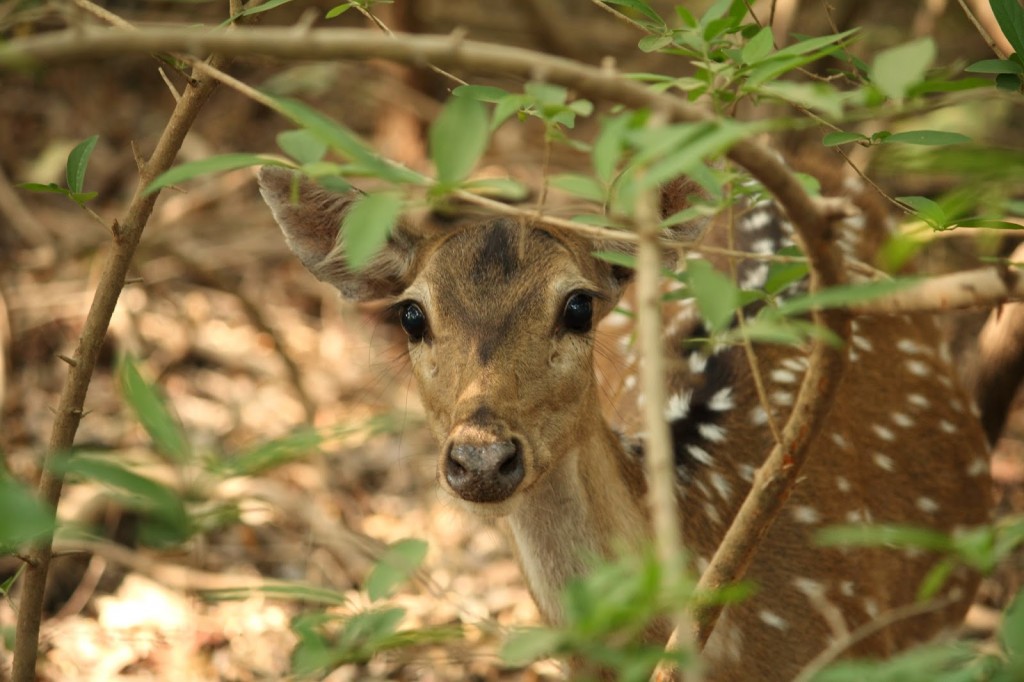 Gir Forest National Park: Spotted deer