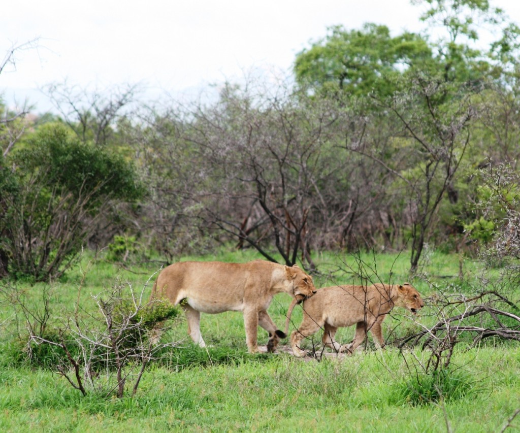 Kruger National Park: Lioness and cub: Listen to Mama!