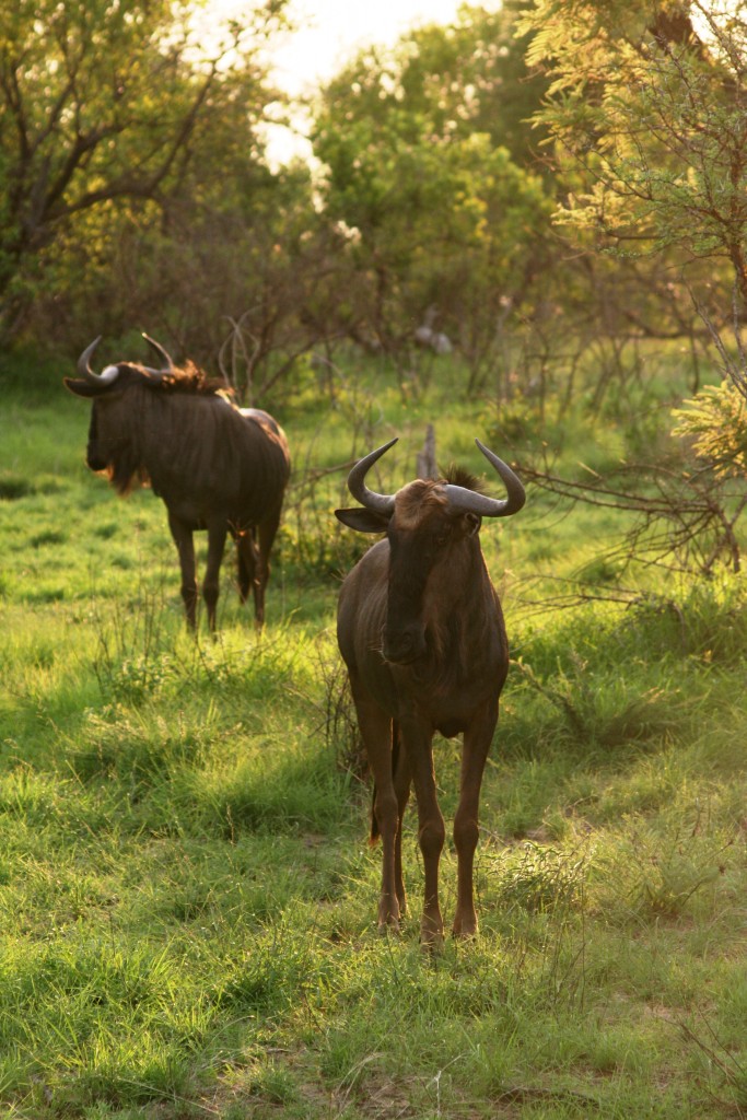 Kruger National Park: Wildebeest - One of the 'Different Five'