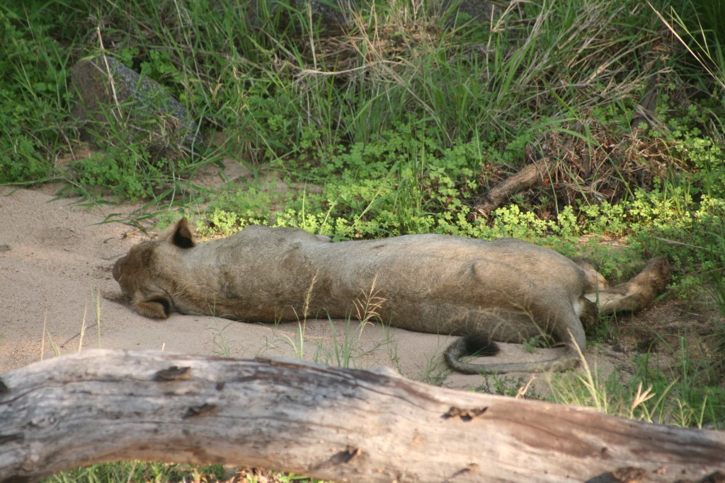 Kruger National Park: Juvenile cub enjoying his siesta