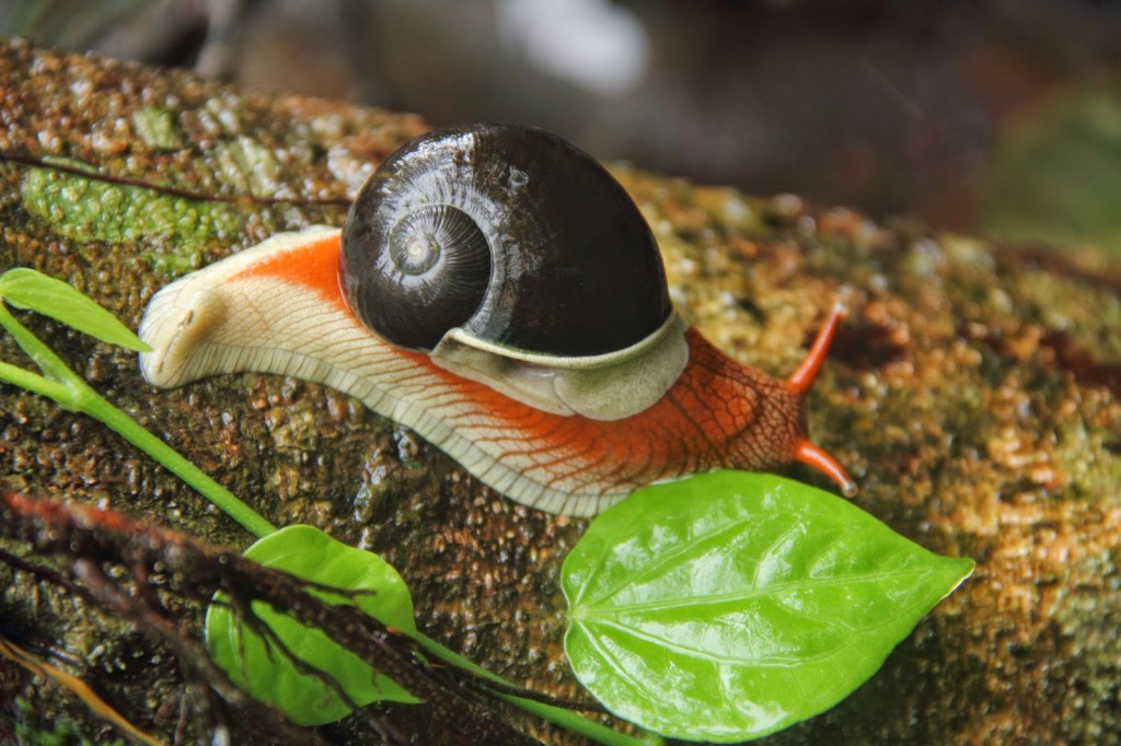 Coorg: Painted snail