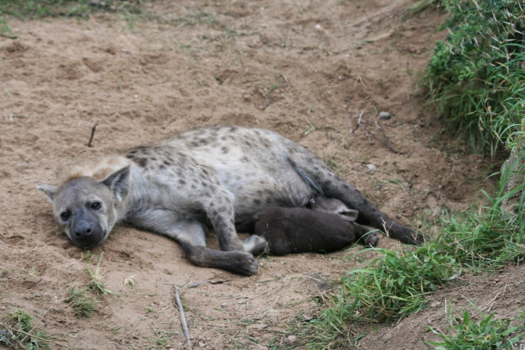 Kruger National Park: Hyena and baby