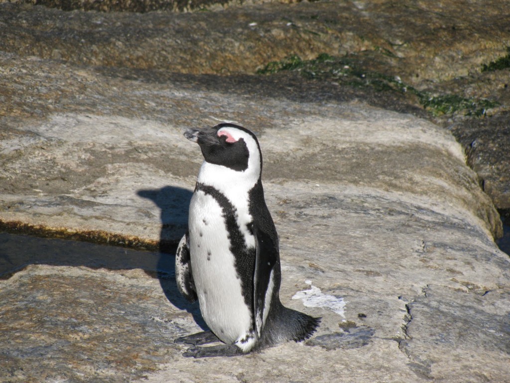Cape Town: Penguins at Boulders Beach
