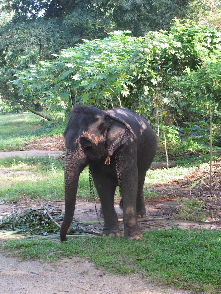Millennium Elephant Foundation: Young member of the family