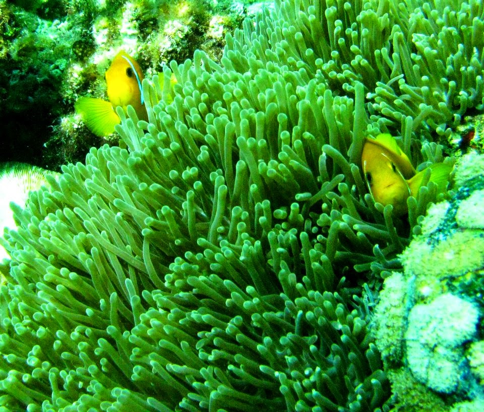 Maldives: We found Nemo!