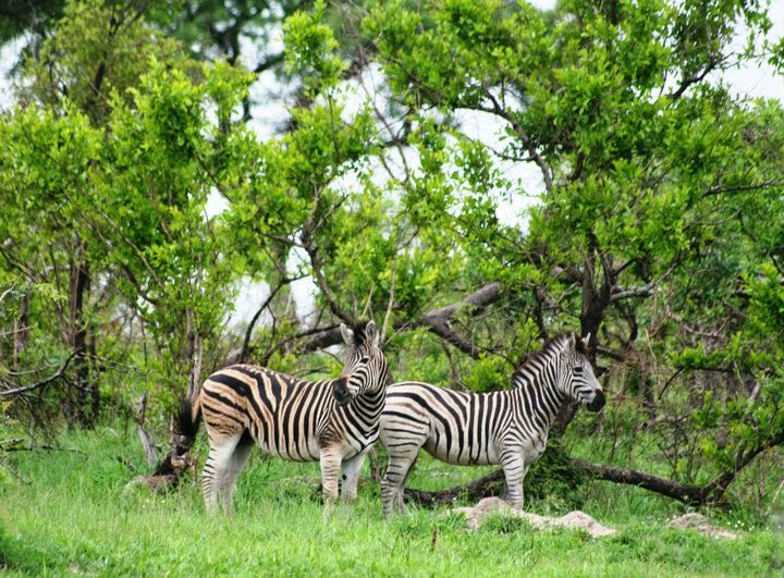 Zebras at Kruger National Park
