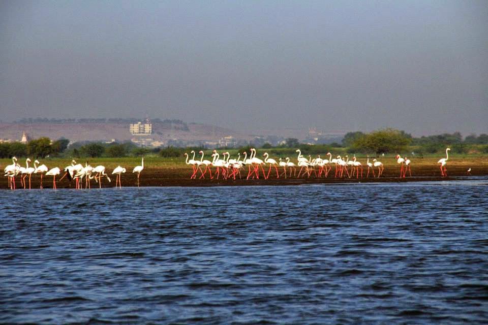 Flamingos: Marching in a flock... getting ready to take off !