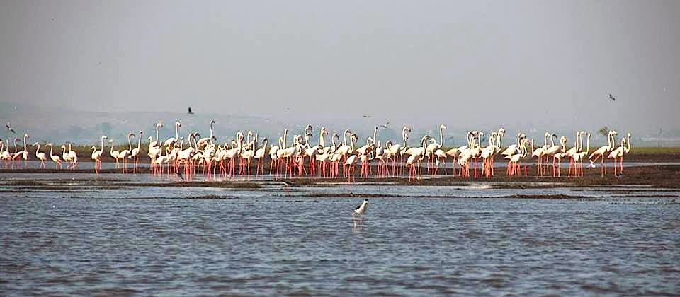 Bhigwan: Flamingos