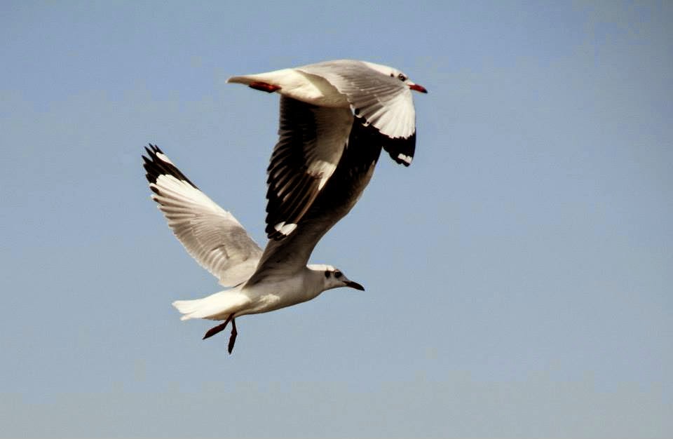 Bhigwan: Sea gulls - two to tango!