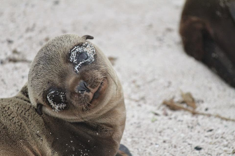 Seal pup at Galapagos