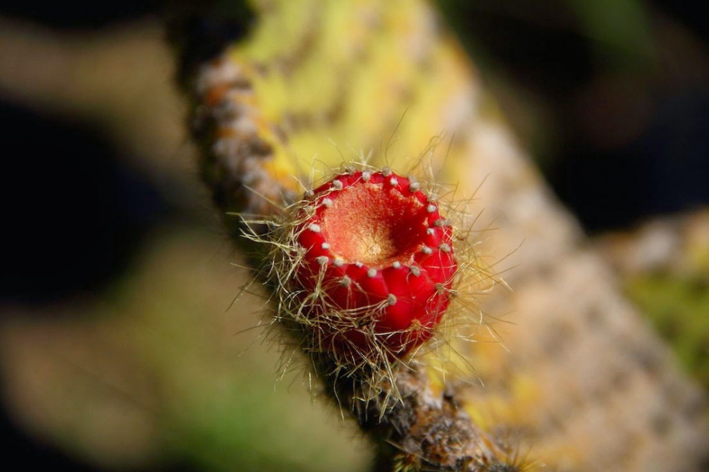 Lokrum Island: Cactus flower at the botanical garden