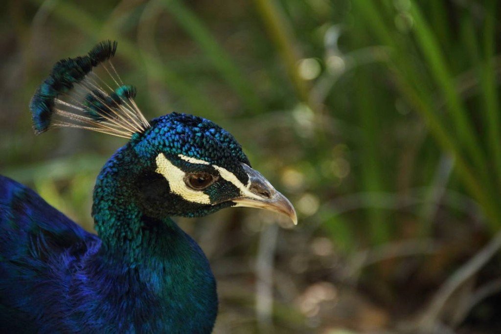 Lokrum Island: The peacock isn't shy of the paparazzi!