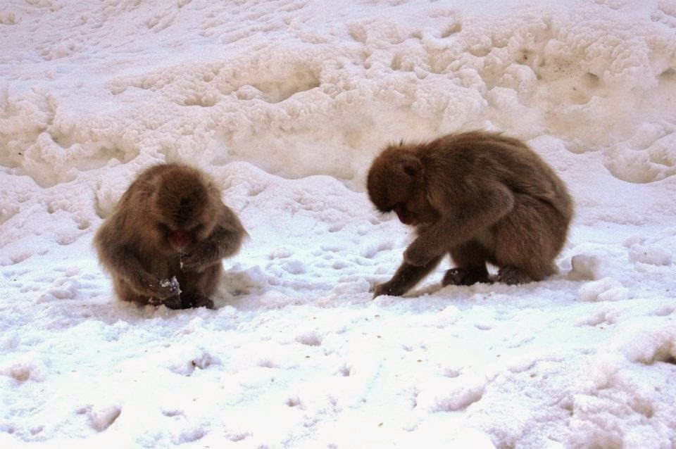 Snow and snow monkeys