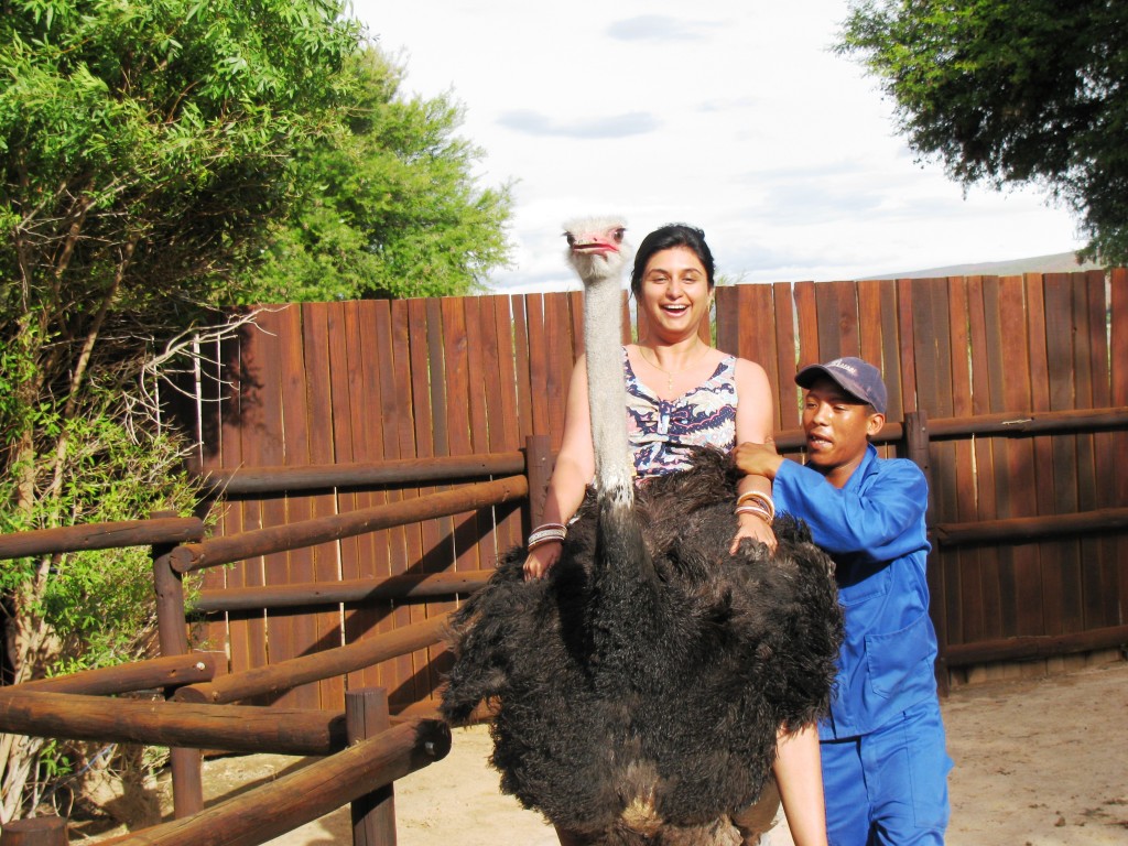 Oudtshoorn: Riding at ostrich in the ostrich farm