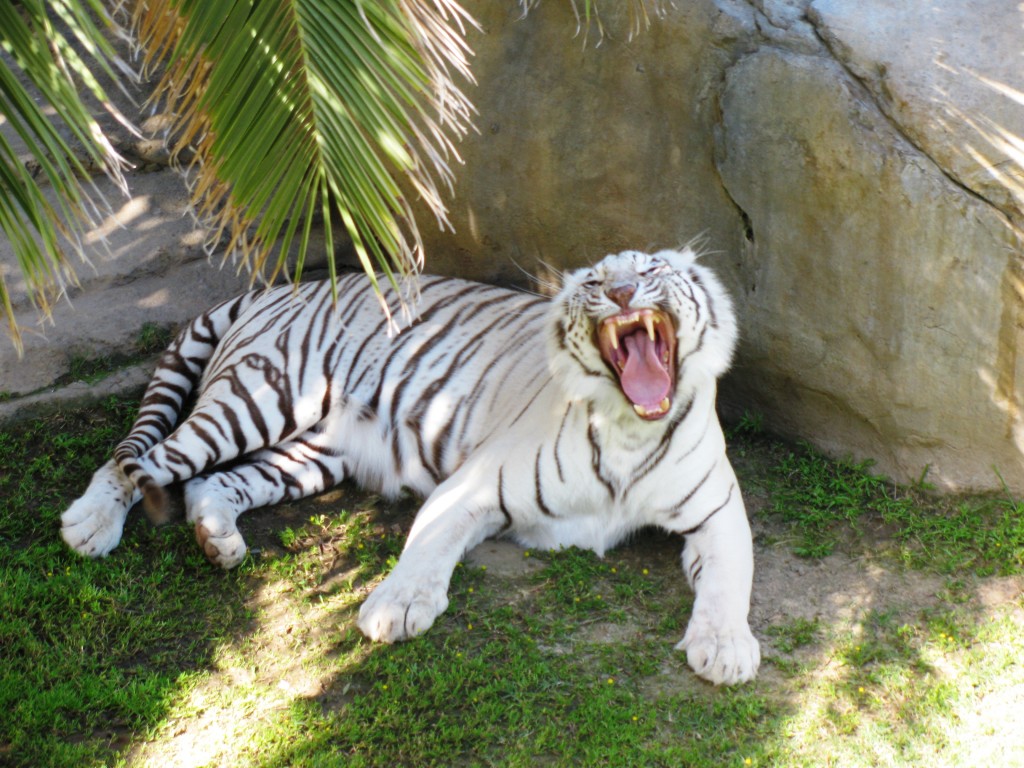 Oudtshoorn: White tiger at Cango Wildlife Ranch