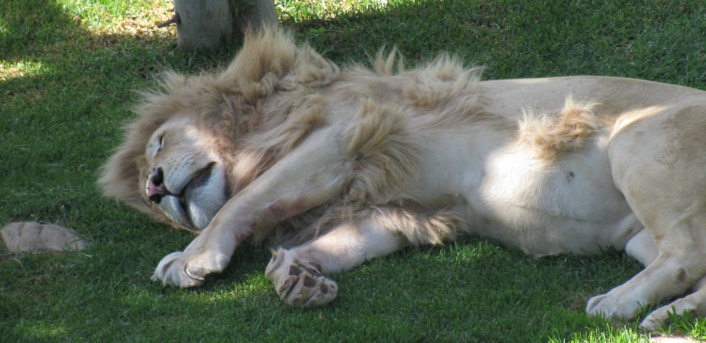 Oudtshoorn: White lion at Cango Wildlife Ranch