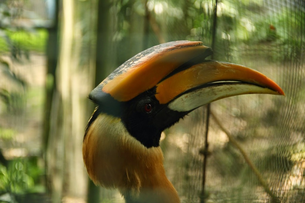 A handsome male hornbill