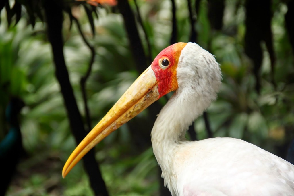 Painted Stork: 'I am watching you!'