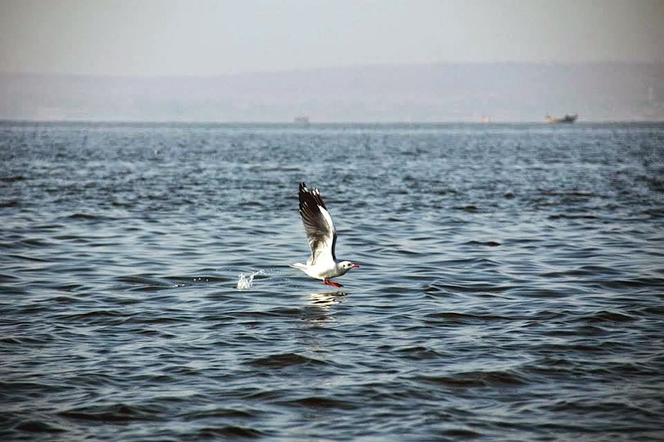 Bhigwan -Seagull