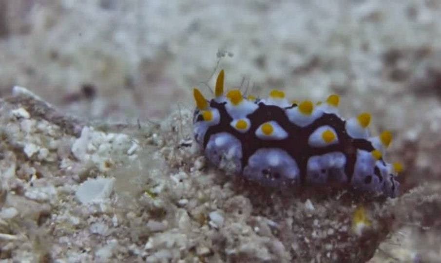 Nudibranch - beautiful colours under water