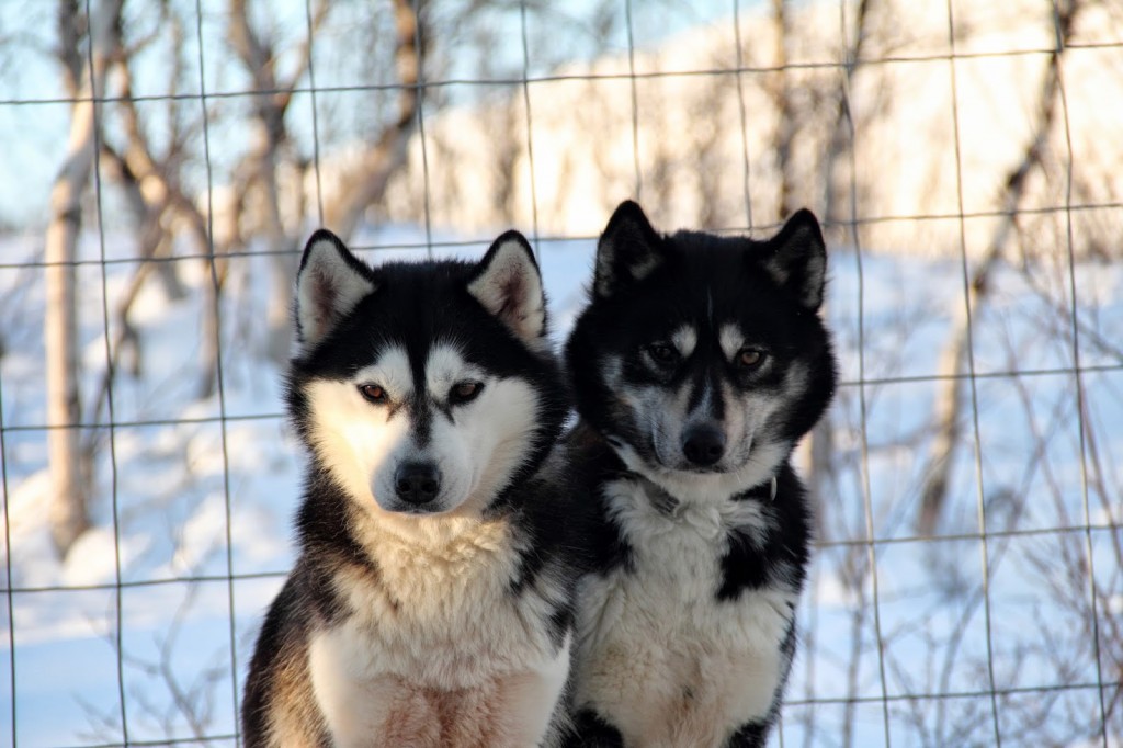 Husky tours for the dog lovers