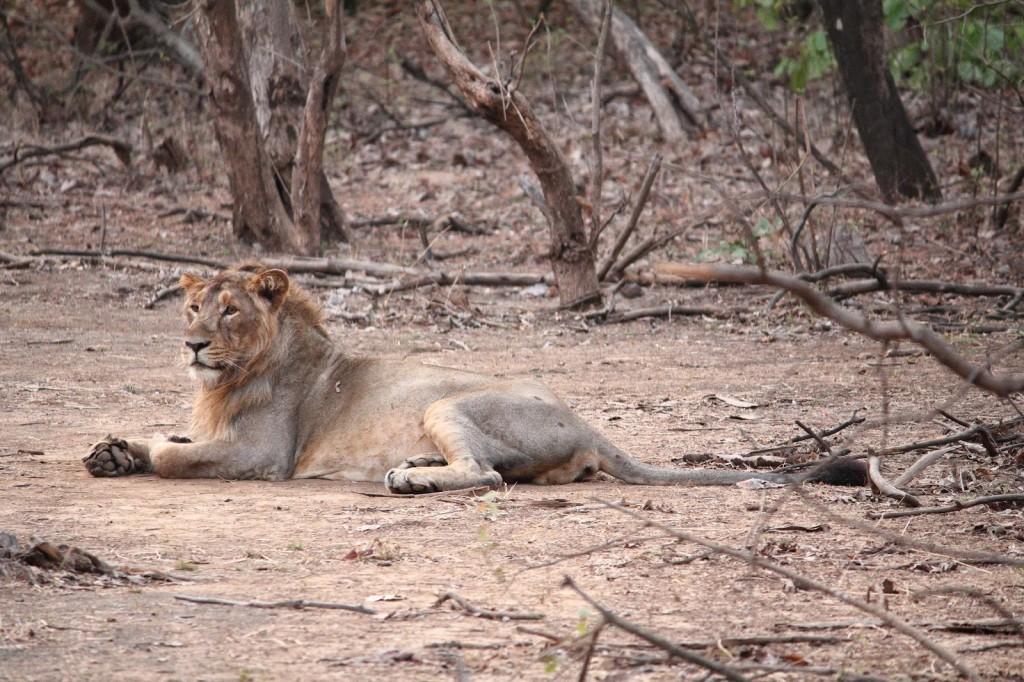 'King of the Jungle' at Gir National Park
