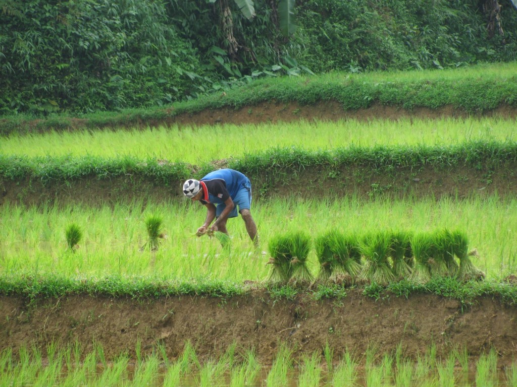 Rice plantations in Coorg