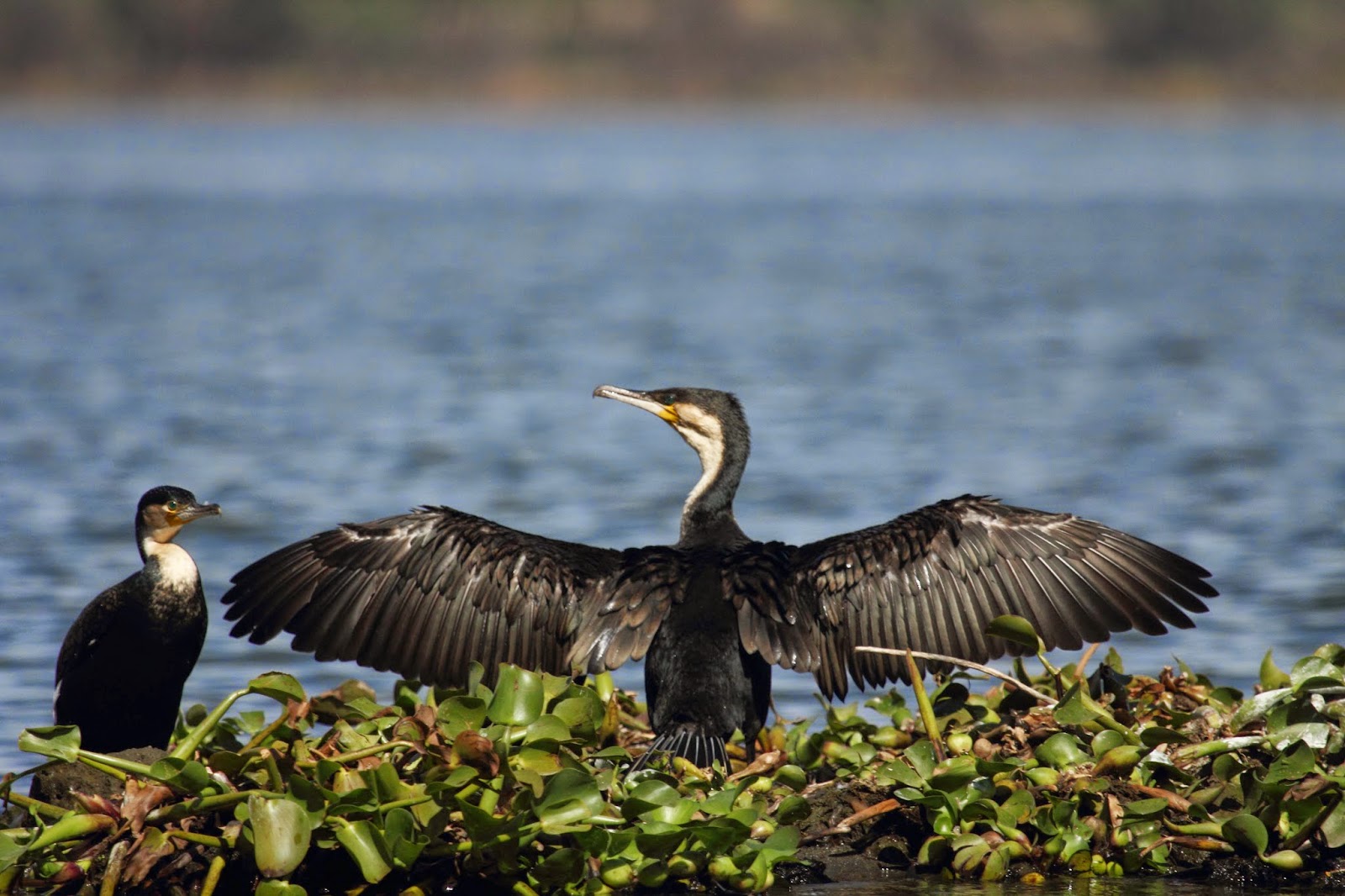 Birdlife at Lake Naivasha National Park