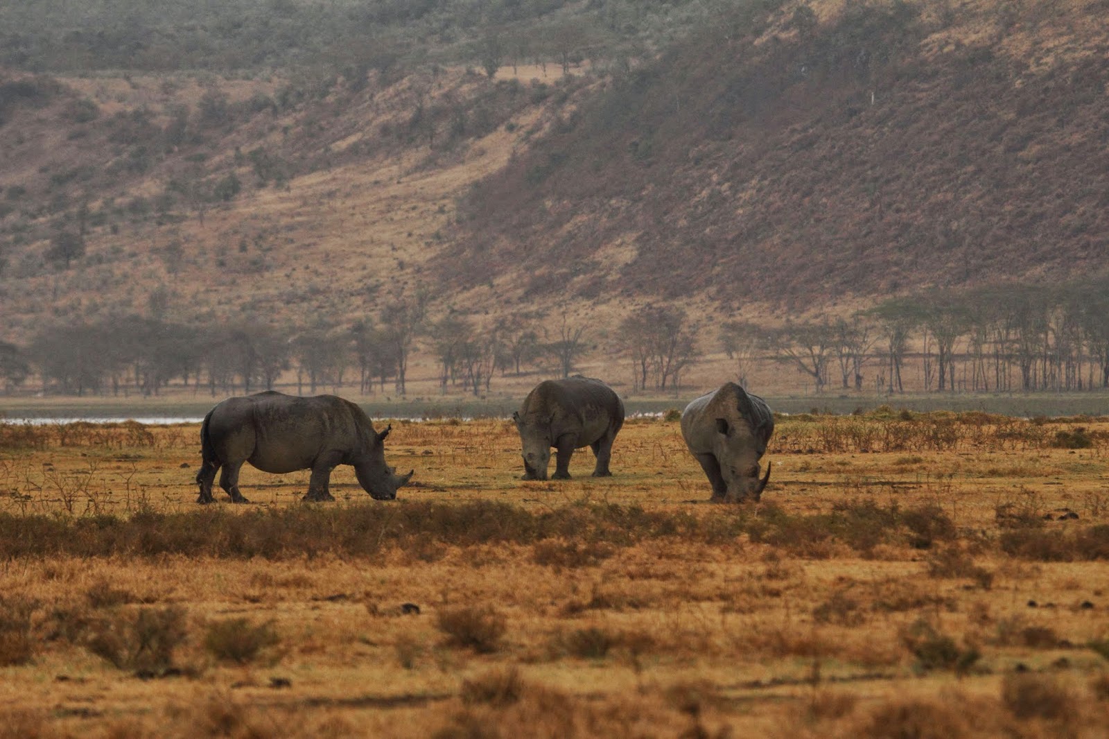 Rhinos at Lake Nakuru National Park