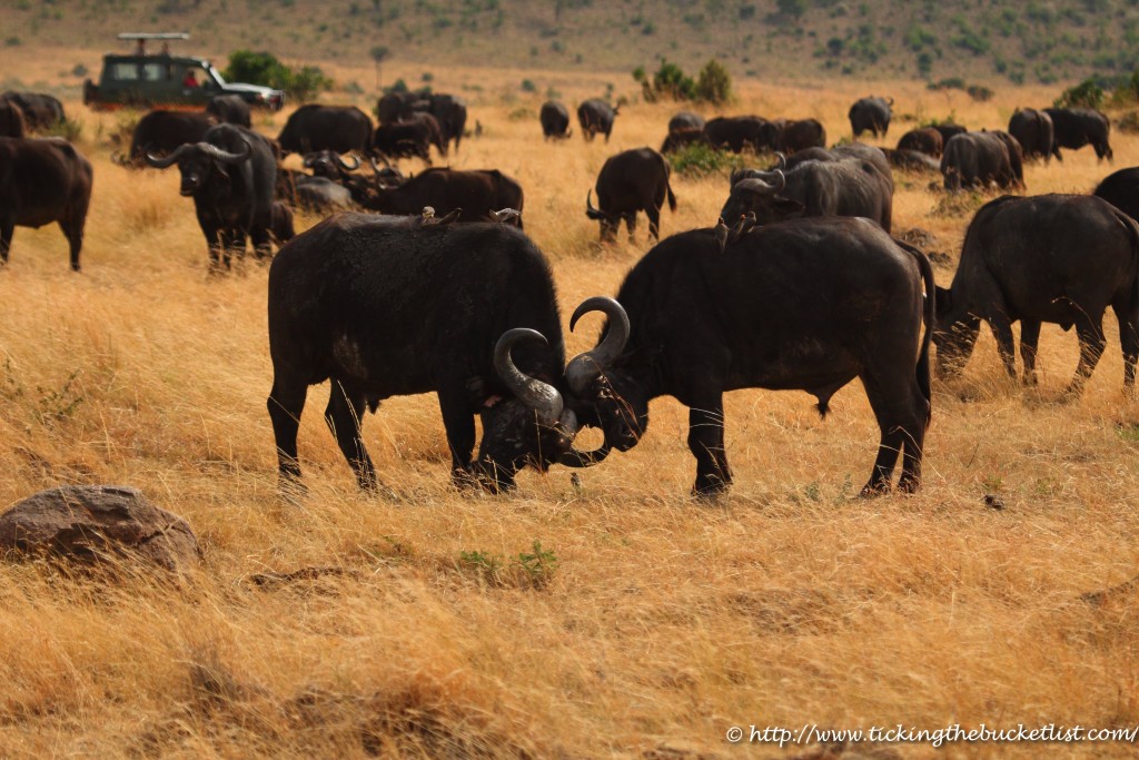 Cape Buffalo Masai Mara (1)-1