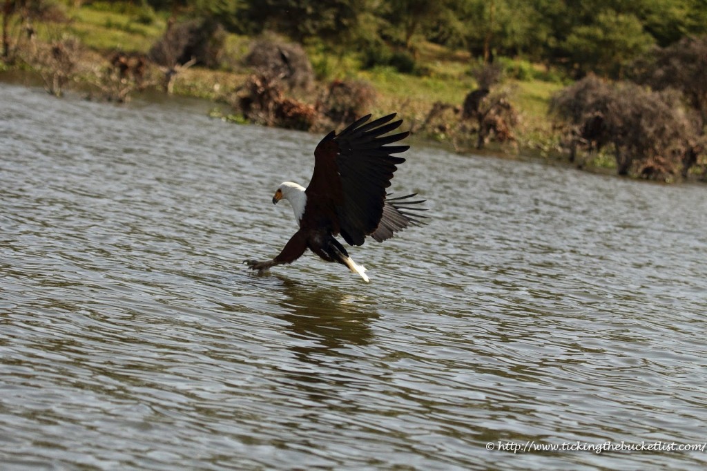 Africal fish eagle at Lake Naivasha