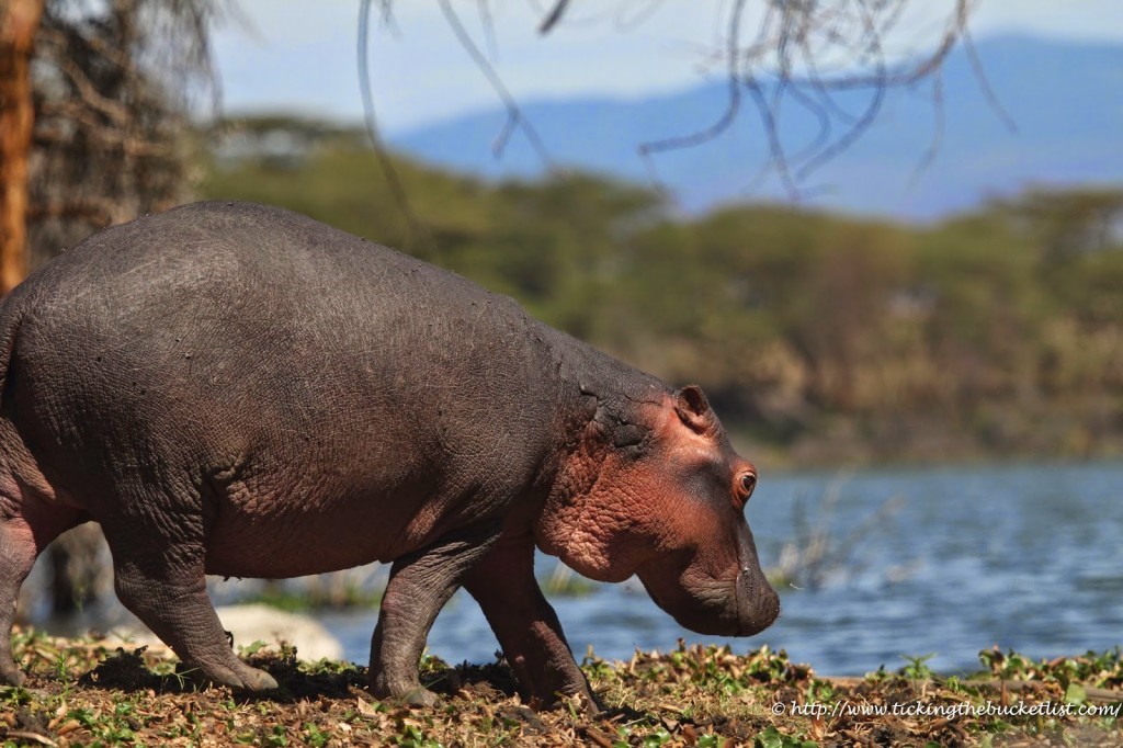 Baby hippo at Lake Naivasha