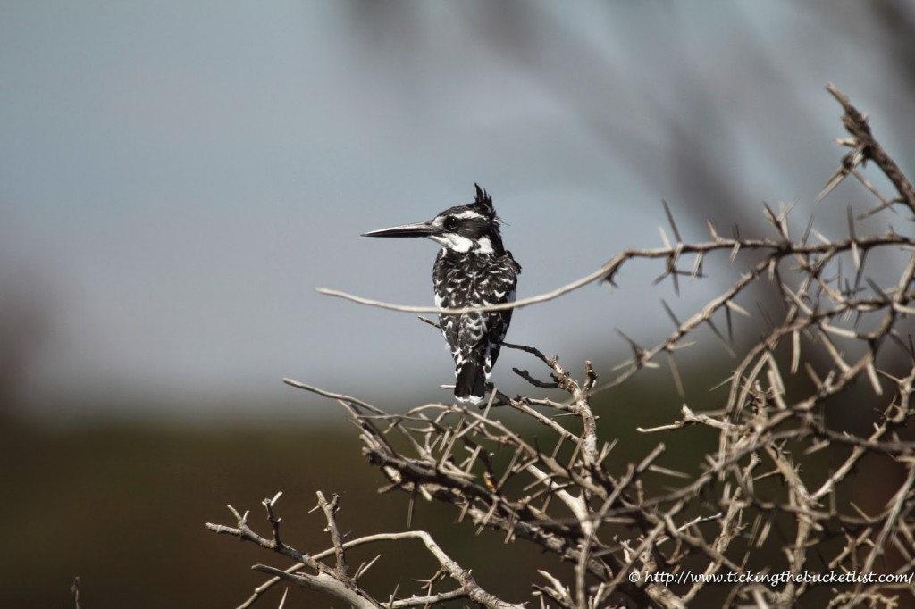 Pied kingfisher at Lake Naivasha
