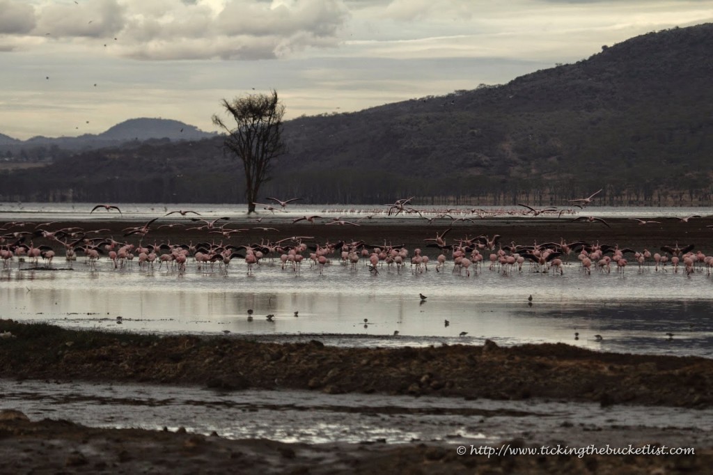 Flamingos at Lake Nakuru National Park