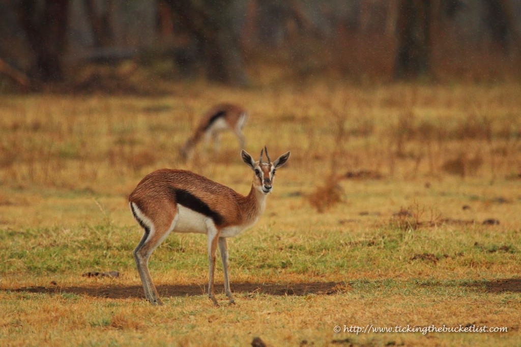 Gazelle at Nakuru National Park