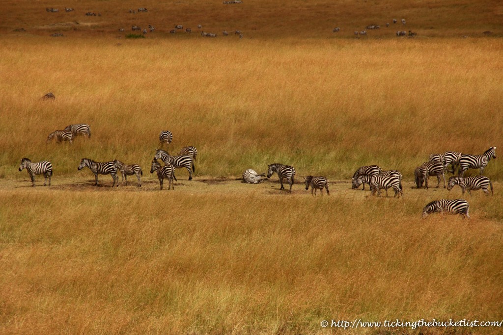Zebra Salt Lick Masai Mara (1)-1