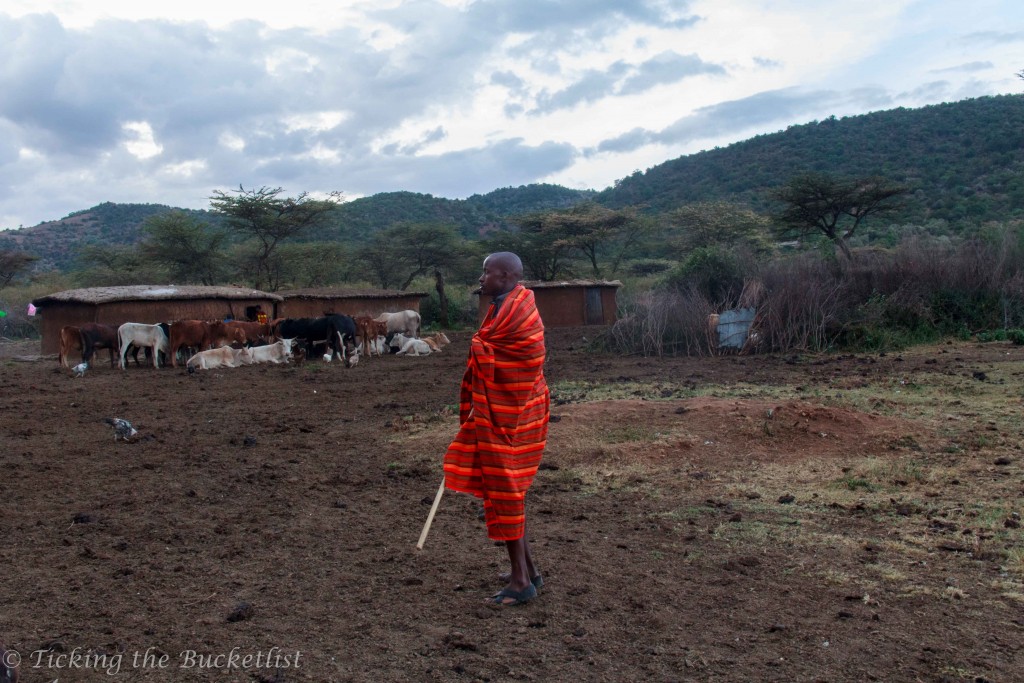 Young Maasai warrior with his cattle in the background