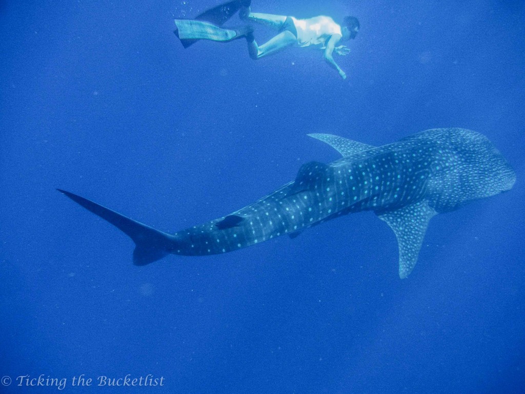 Snorkeling with a whale shark