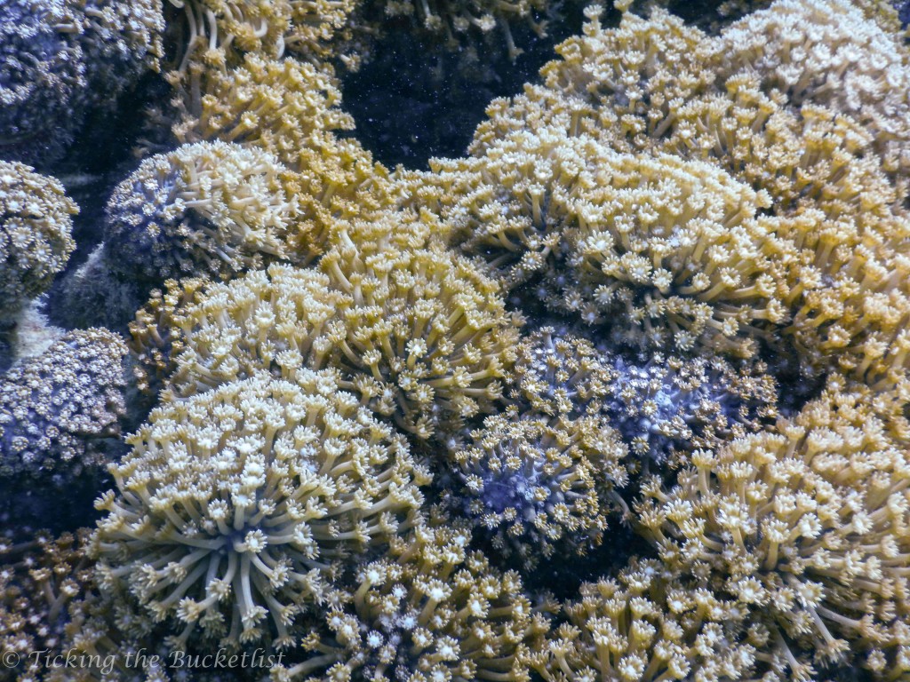 Coral...live and breathing!