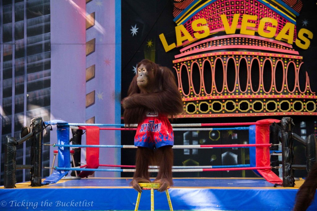 Orangutan at the Thai Boxing performance