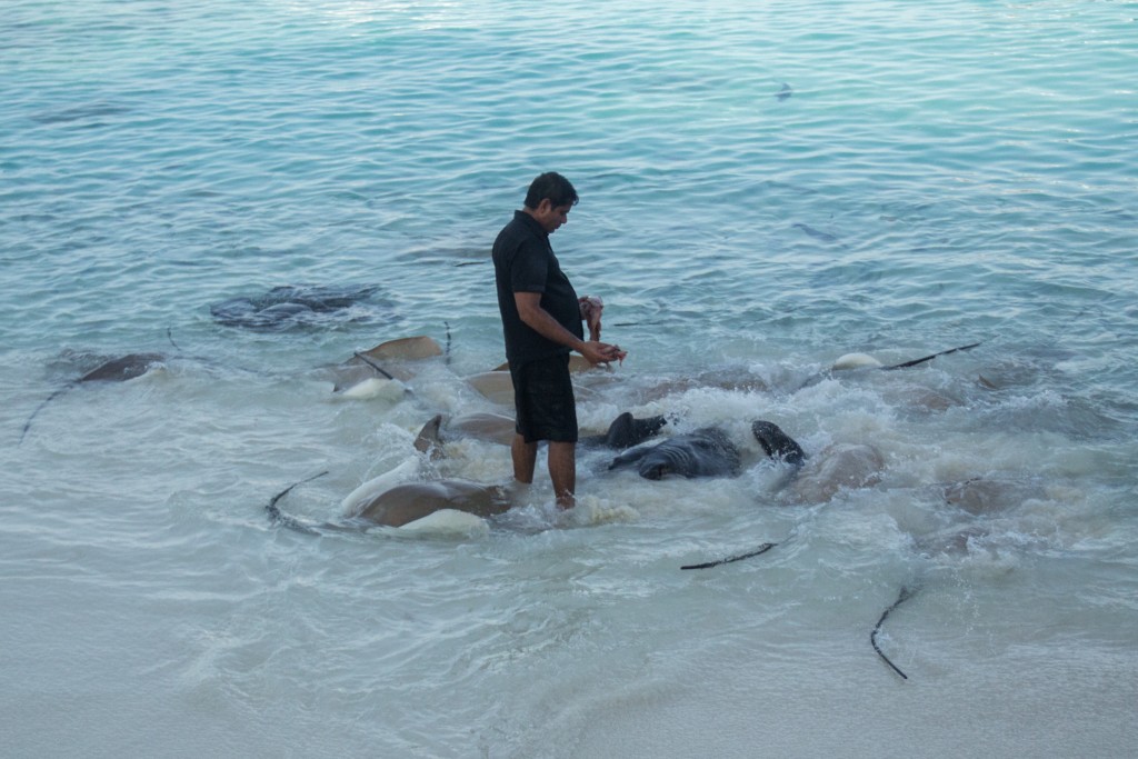 Sting ray feeding at Reethu Beach Resort