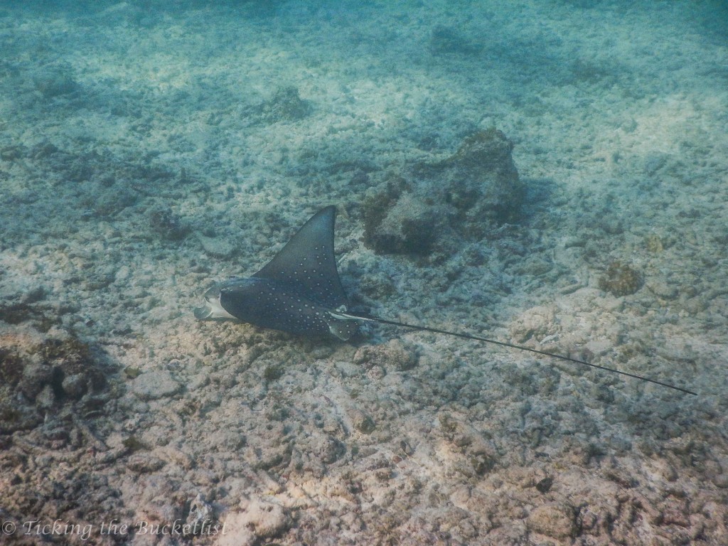 Eagle Ray ...10 meters from the beach at Baie Lazare