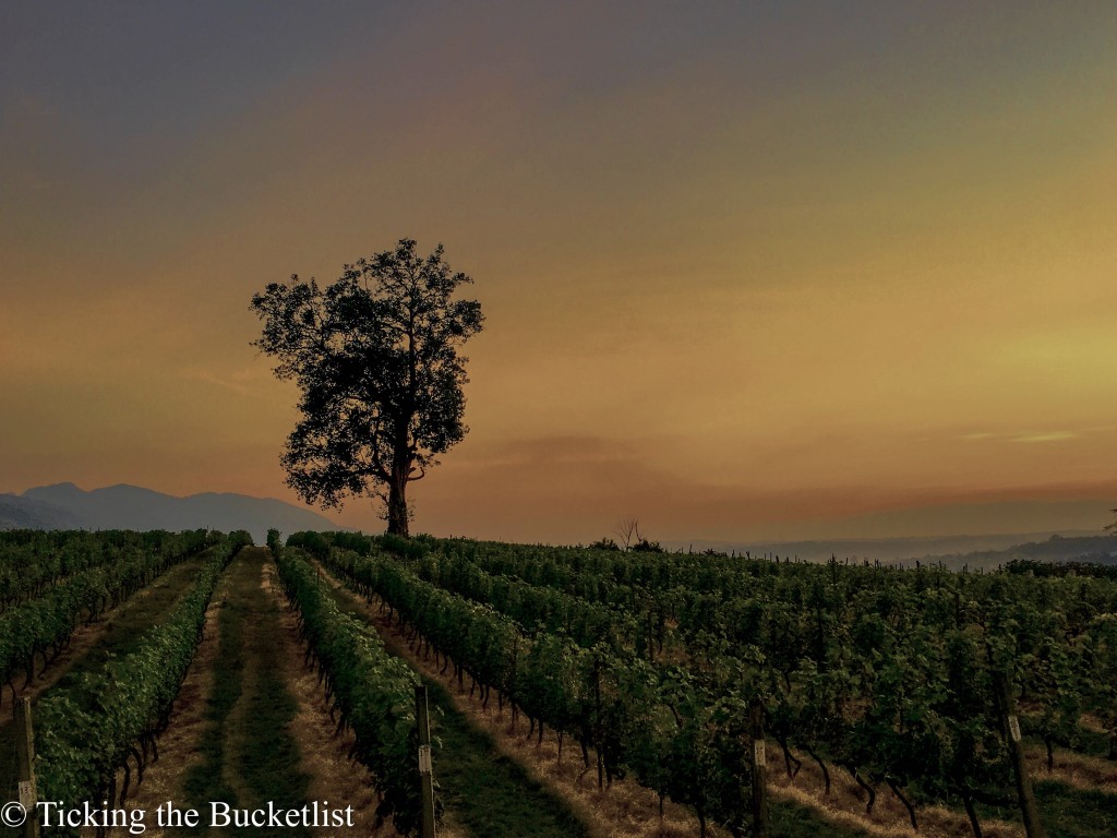 Sunset at the vineyard