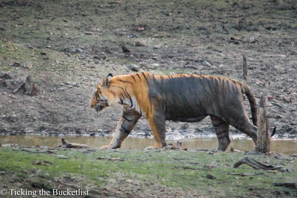 Sighted the young male tiger late in the evening on our first safari