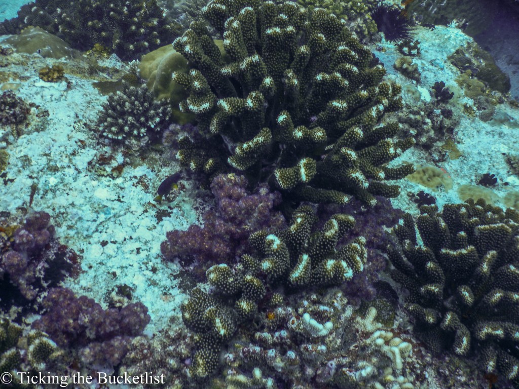 Healthy corals at Seychelles