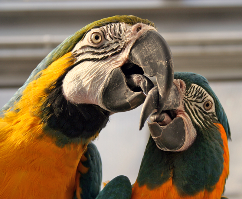 Macaws in Peru